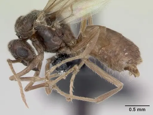 Lasius flavus specimen CASENT0173169 image casent0173169_3
