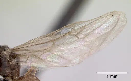 Lasius flavus specimen CASENT0173169 image casent0173169_4