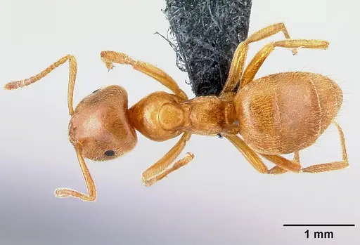 Lasius flavus specimen CASENT0179923 image casent0179923_1