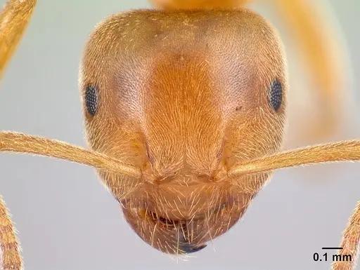 Lasius flavus specimen CASENT0179923 image casent0179923_2