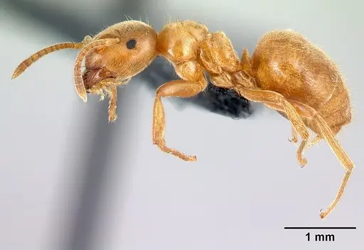 Lasius flavus specimen CASENT0179923 image casent0179923_3