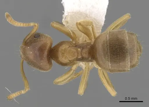 Lasius flavus specimen CASENT0280457 image casent0280457_1