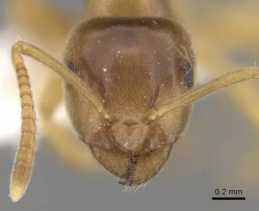 Lasius flavus specimen CASENT0280457 image casent0280457_2