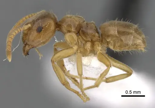 Lasius flavus specimen CASENT0280457 image casent0280457_3