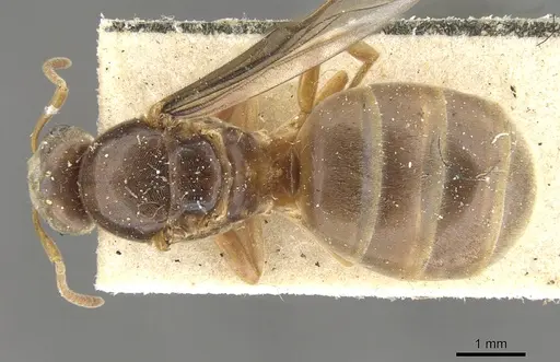 Lasius flavus specimen CASENT0903209 image casent0903209_1