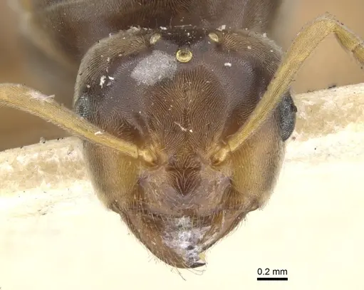 Lasius flavus specimen CASENT0903209 image casent0903209_2