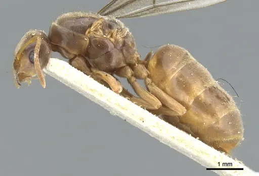 Lasius flavus specimen CASENT0903209 image casent0903209_3