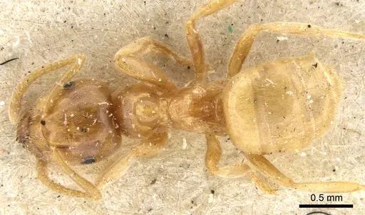 Lasius flavus specimen CASENT0903210 image casent0903210_1