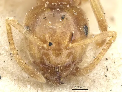 Lasius flavus specimen CASENT0903210 image casent0903210_2