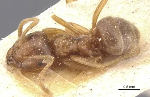 Lasius flavus specimen CASENT0912281 image casent0912281_1