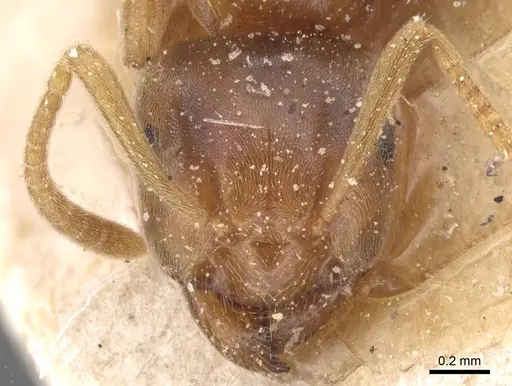 Lasius flavus specimen CASENT0912281 image casent0912281_2