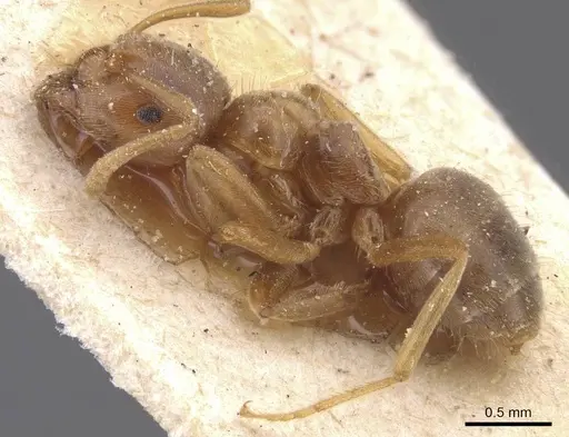 Lasius flavus specimen CASENT0912281 image casent0912281_3