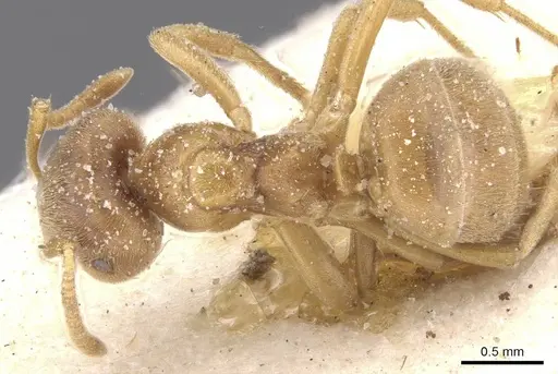Lasius flavus specimen CASENT0912282 image casent0912282_1