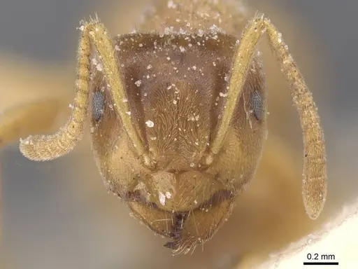 Lasius flavus specimen CASENT0912282 image casent0912282_2