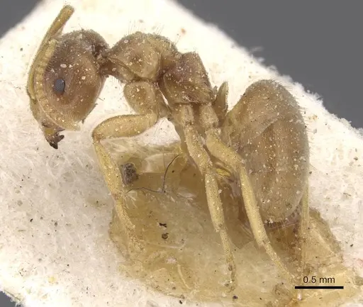 Lasius flavus specimen CASENT0912282 image casent0912282_3