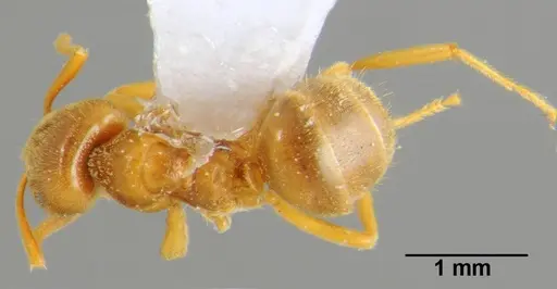 Lasius flavus specimen CFH000053 image cfh000053_1
