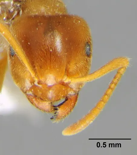 Lasius flavus specimen CFH000053 image cfh000053_2