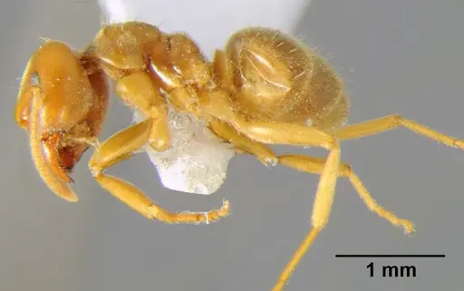 Lasius flavus specimen CFH000053 image cfh000053_3