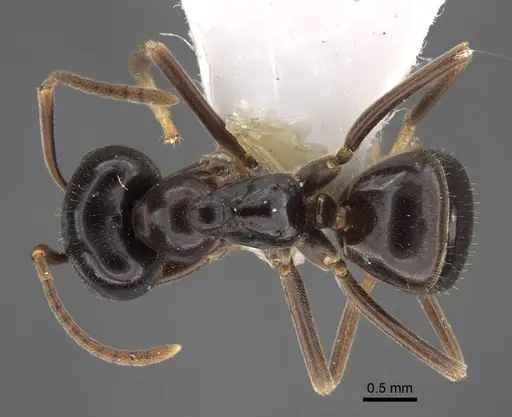 Lasius fuji specimen CASENT0917491 image casent0917491_1