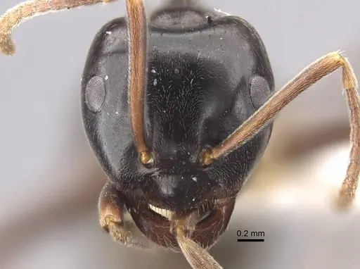 Lasius fuji specimen CASENT0917491 image casent0917491_2