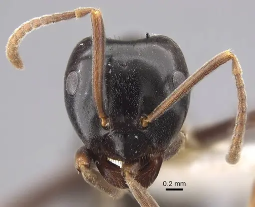 Lasius fuji specimen CASENT0917491 image casent0917491_3