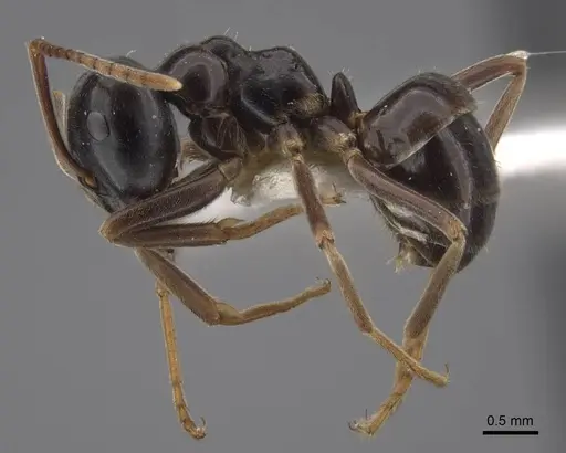 Lasius fuji specimen CASENT0917491 image casent0917491_4