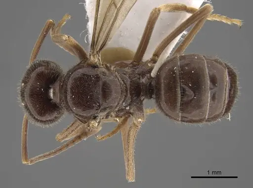 Lasius fuji specimen CASENT0917492 image casent0917492_1