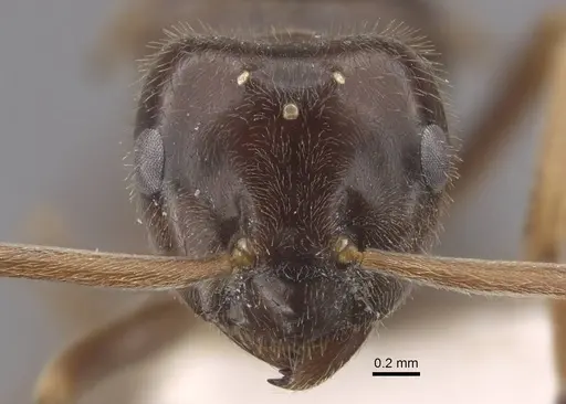 Lasius fuji specimen CASENT0917492 image casent0917492_2