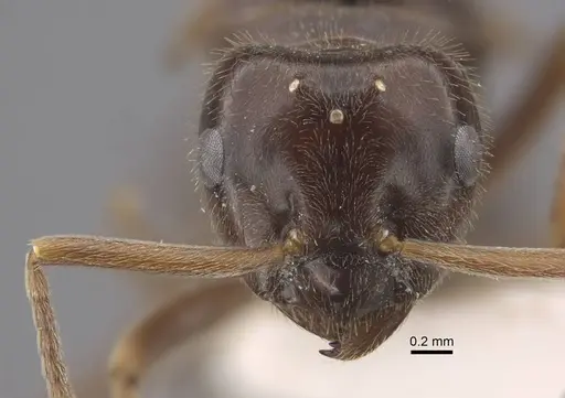 Lasius fuji specimen CASENT0917492 image casent0917492_3