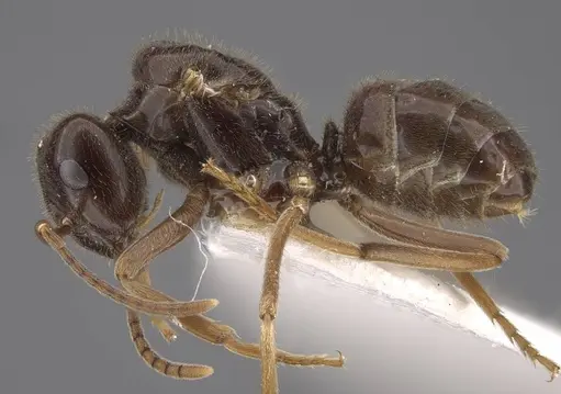 Lasius fuji specimen CASENT0917492 image casent0917492_4