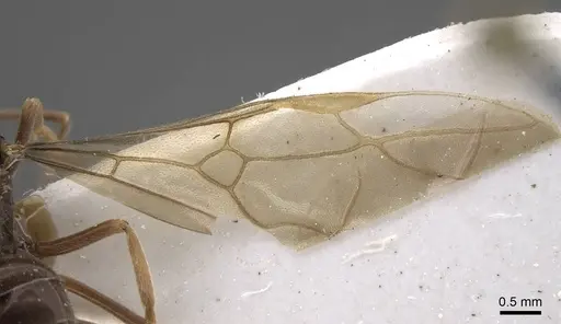 Lasius fuji specimen CASENT0917492 image casent0917492_5