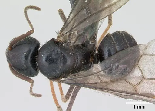Lasius fuliginosus specimen CASENT0172764 image casent0172764_1
