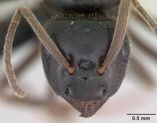 Lasius fuliginosus specimen CASENT0172764 image casent0172764_2