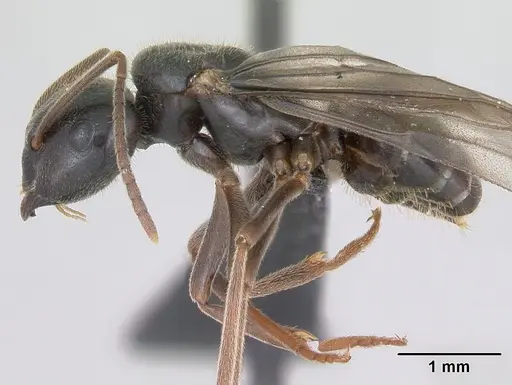 Lasius fuliginosus specimen CASENT0172764 image casent0172764_3