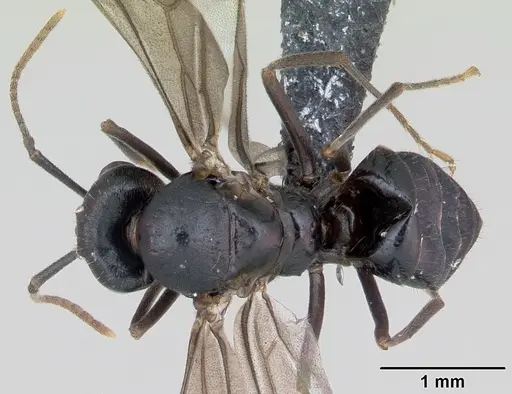 Lasius fuliginosus specimen CASENT0172765 image casent0172765_1