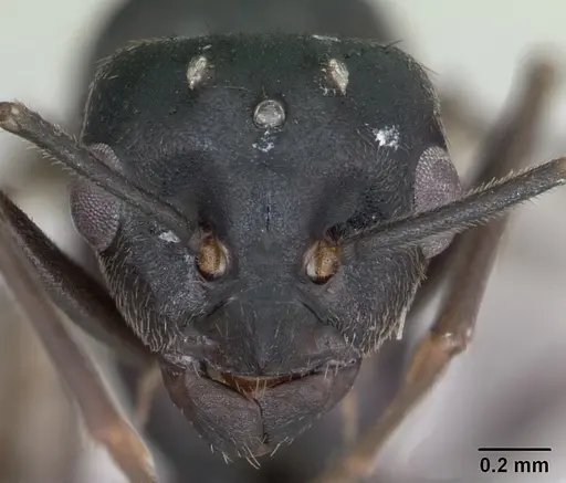 Lasius fuliginosus specimen CASENT0172765 image casent0172765_2