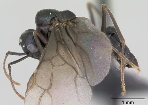 Lasius fuliginosus specimen CASENT0172765 image casent0172765_3