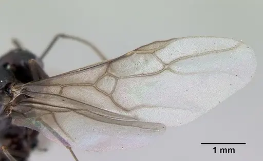 Lasius fuliginosus specimen CASENT0172765 image casent0172765_4