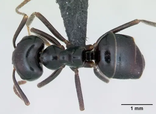 Lasius fuliginosus specimen CASENT0173166 image casent0173166_1