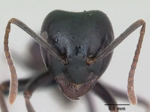 Lasius fuliginosus specimen CASENT0173166 image casent0173166_2