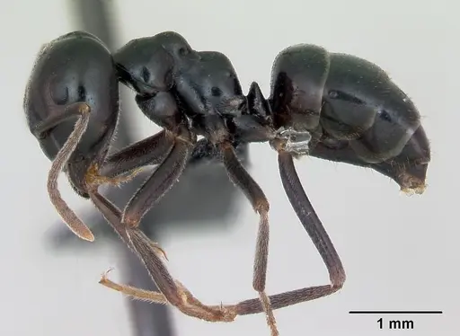 Lasius fuliginosus specimen CASENT0173166 image casent0173166_3