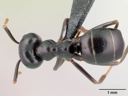 Lasius fuliginosus specimen CASENT0179898 image casent0179898_1
