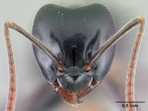 Lasius fuliginosus specimen CASENT0179898 image casent0179898_2