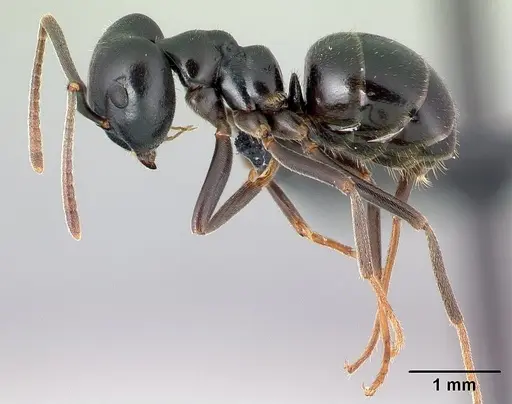 Lasius fuliginosus specimen CASENT0179898 image casent0179898_3