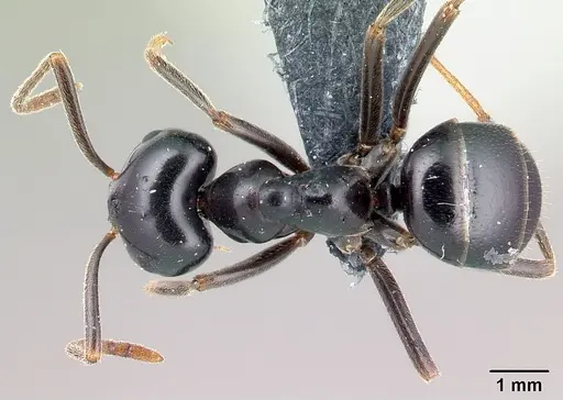 Lasius fuliginosus specimen CASENT0179910 image casent0179910_1