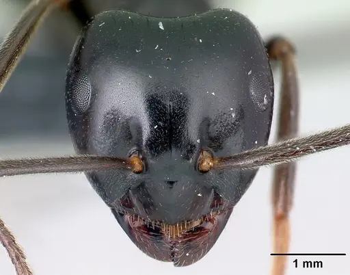 Lasius fuliginosus specimen CASENT0179910 image casent0179910_2