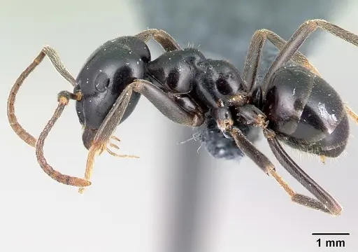 Lasius fuliginosus specimen CASENT0179910 image casent0179910_3