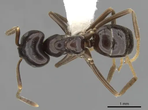 Lasius fuliginosus specimen CASENT0280458 image casent0280458_1