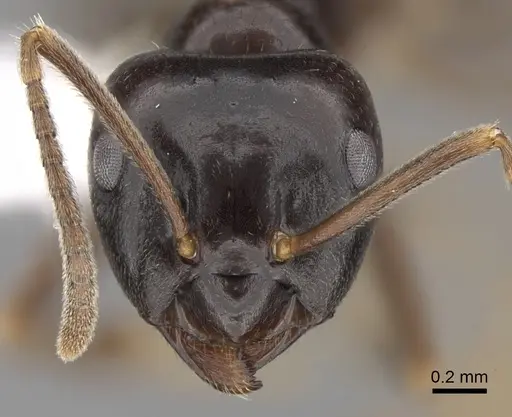 Lasius fuliginosus specimen CASENT0280458 image casent0280458_2