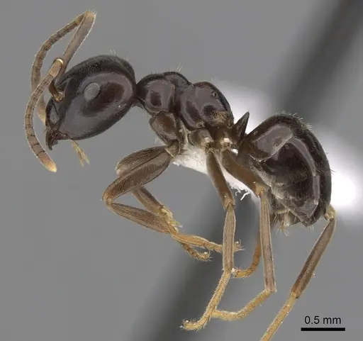 Lasius fuliginosus specimen CASENT0280458 image casent0280458_3